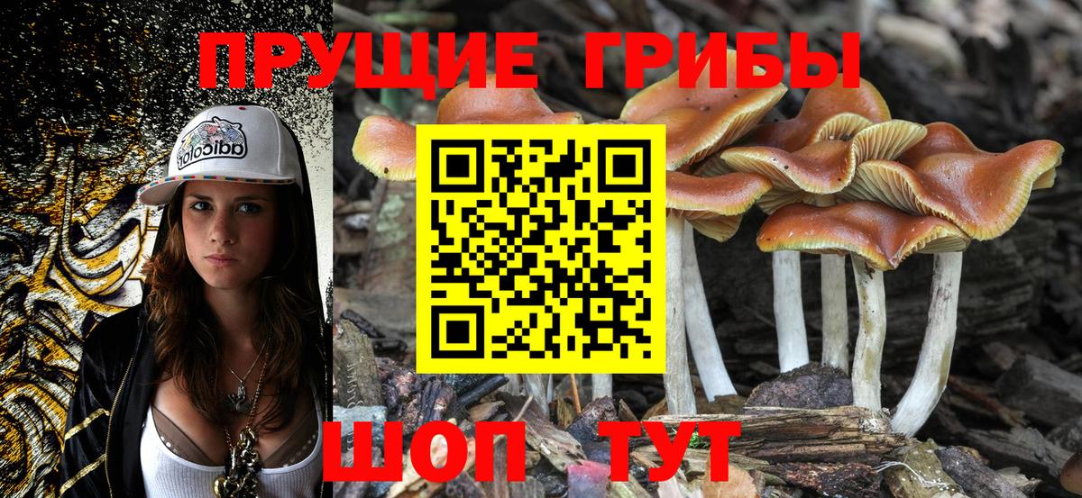 Галлюциногенные грибы Psilocybe Саратов